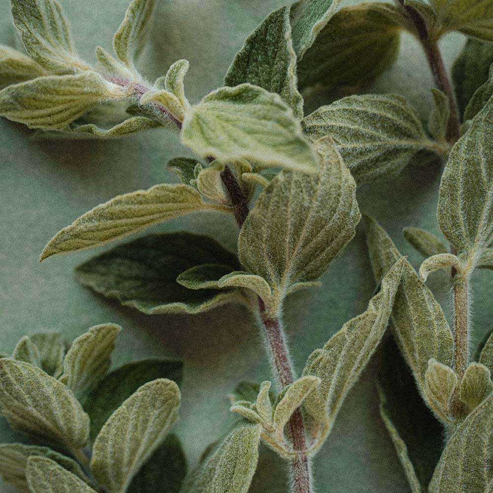 Brilliant minds for your business